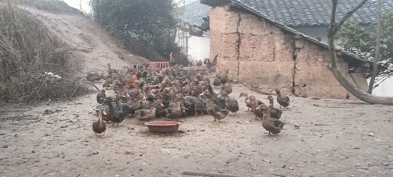 自家养的，从没有喂过饲料的，一年一上的老土鸭