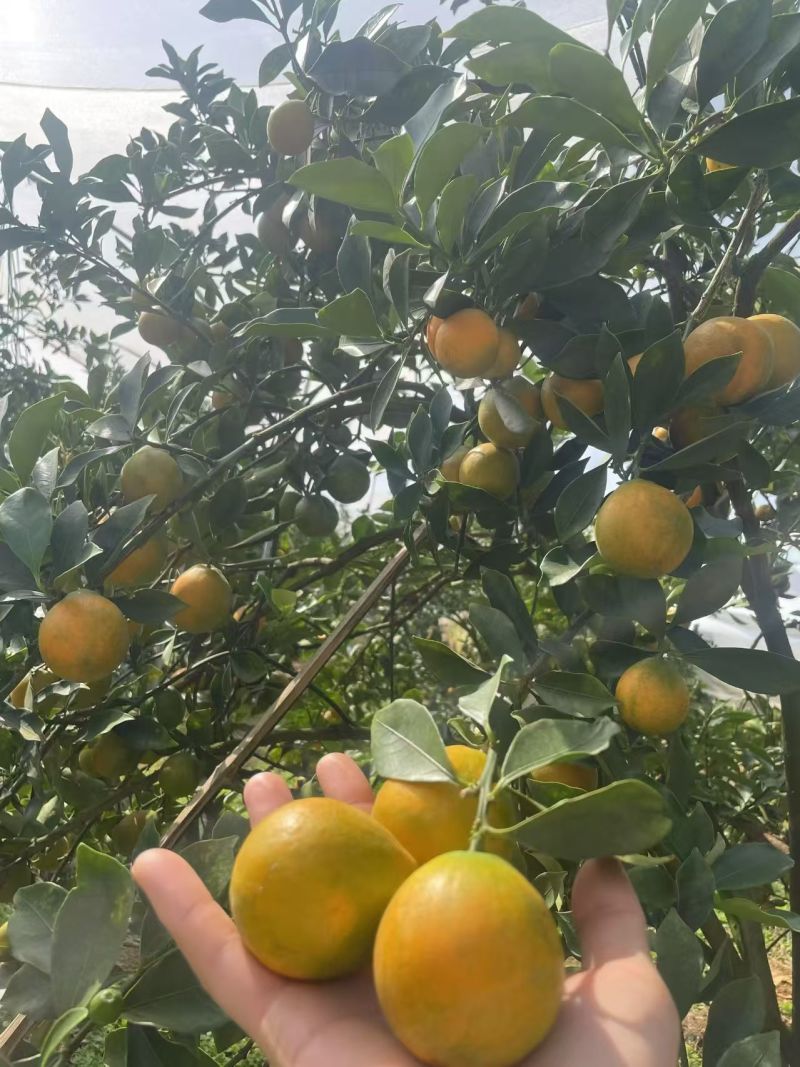 融安脆密金桔供应链，核心产区供应滑皮金桔，脆密金桔，品质保证