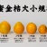 融安脆密金桔供应链，核心产区供应滑皮金桔，脆密金桔，品质保证