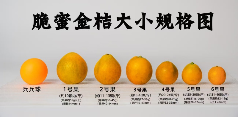 融安脆密金桔供应链，核心产区供应滑皮金桔，脆密金桔，品质保证