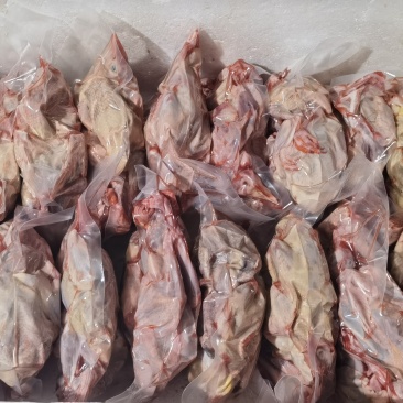 粮食喂养一年的白羽王肉鸽