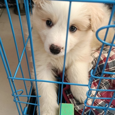 边牧幼犬