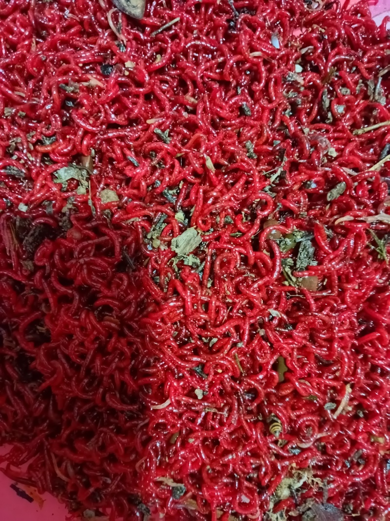 钓鱼红虫