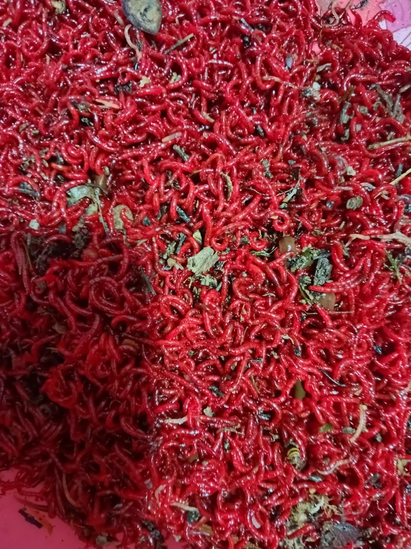 钓鱼红虫