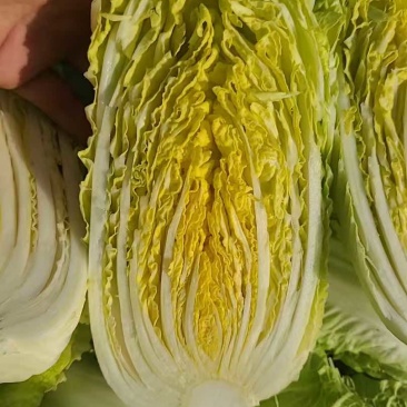 精品娃娃菜