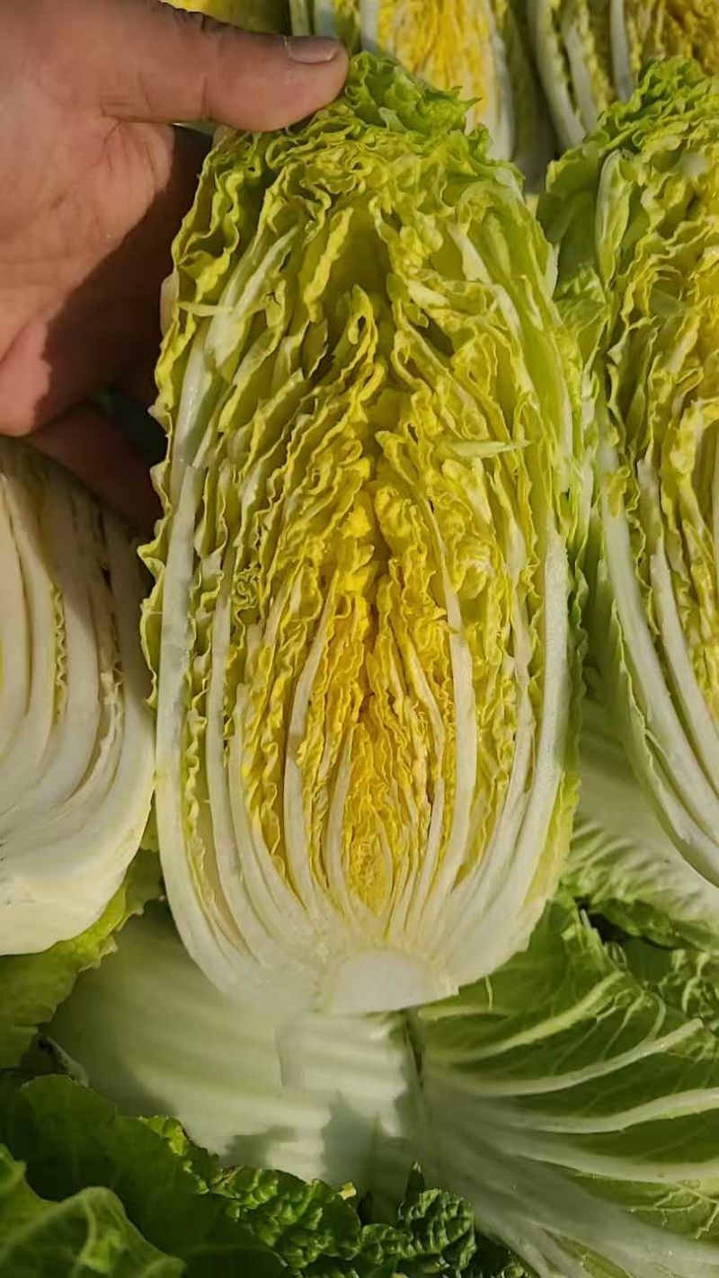 精品娃娃菜