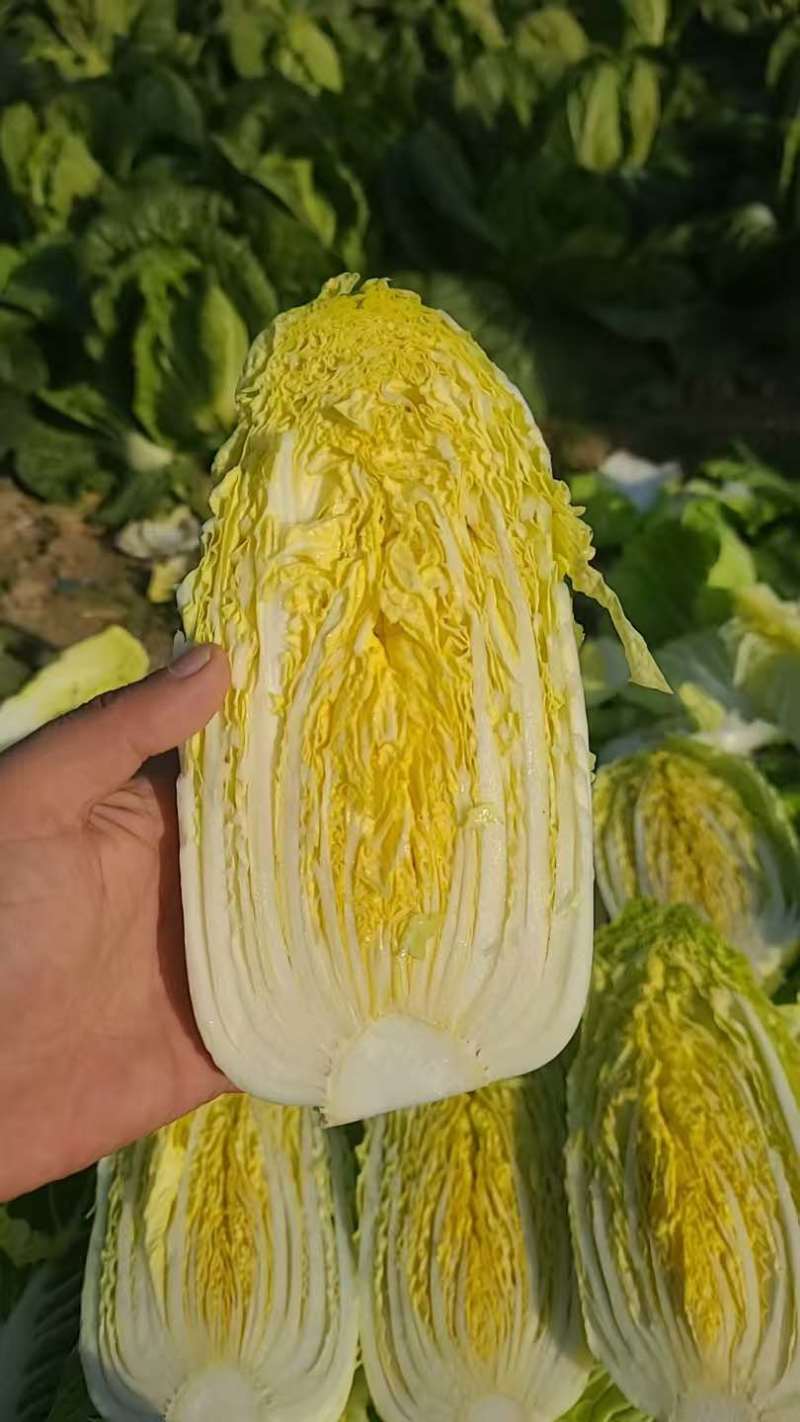 精品娃娃菜