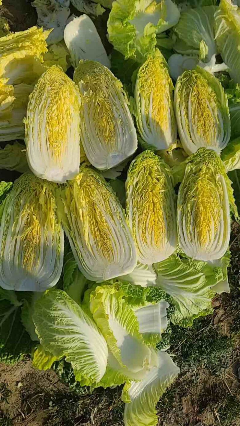 精品娃娃菜