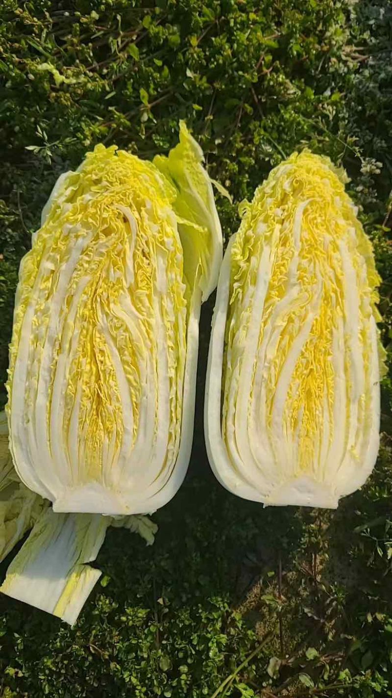 精品娃娃菜