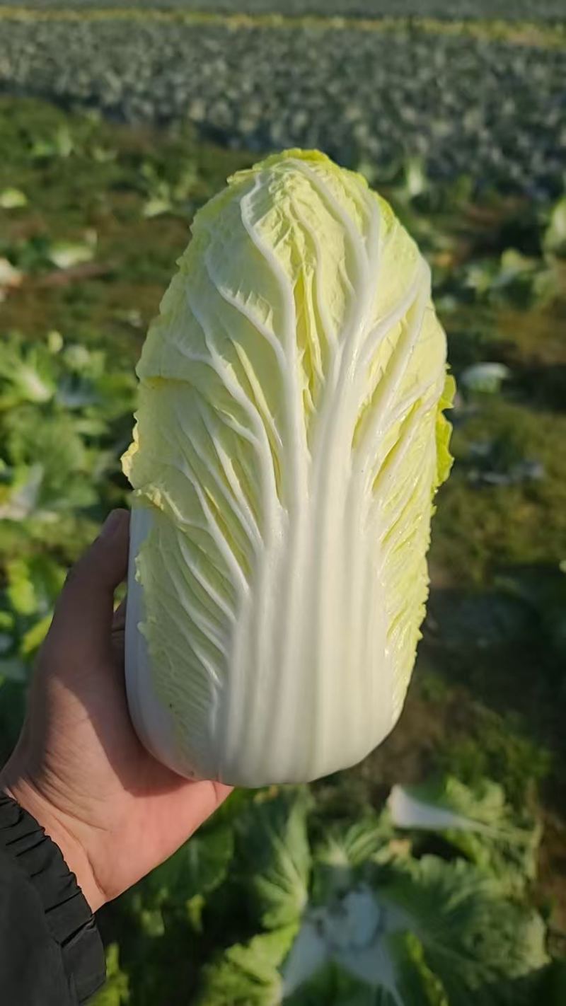 精品娃娃菜