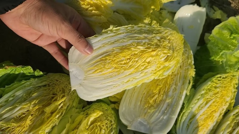 精品娃娃菜