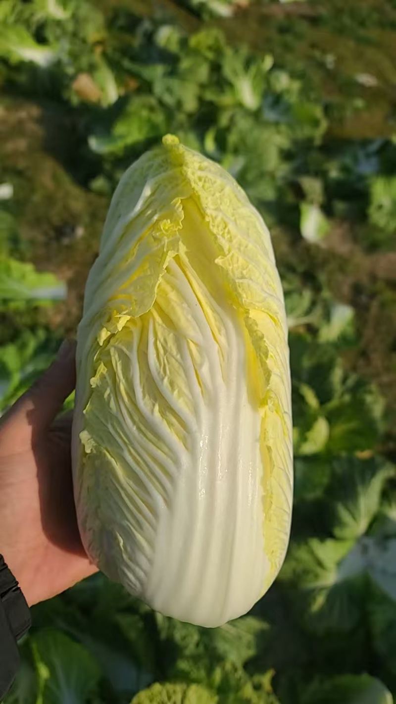 精品娃娃菜