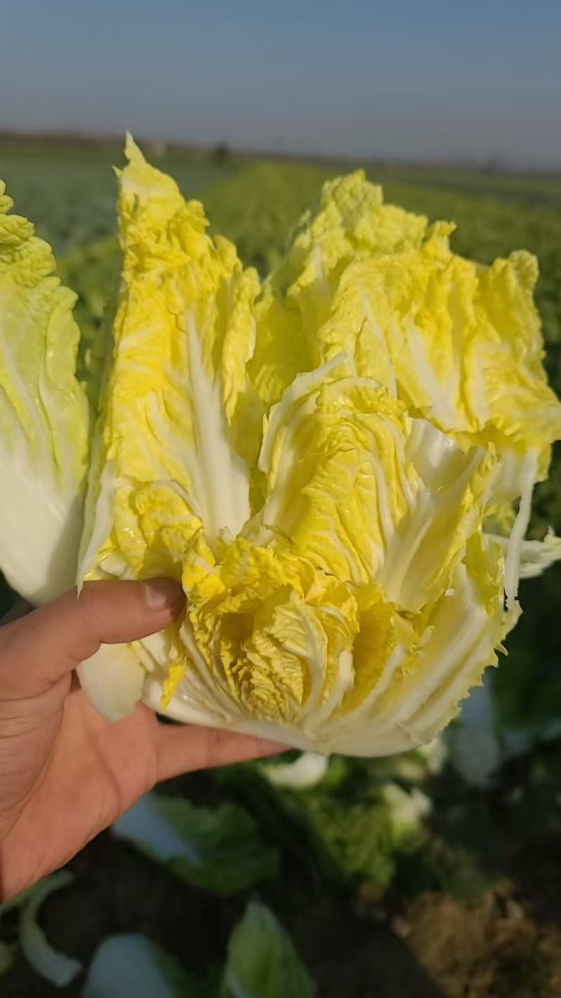精品娃娃菜