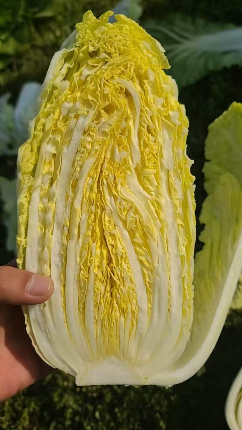 精品娃娃菜