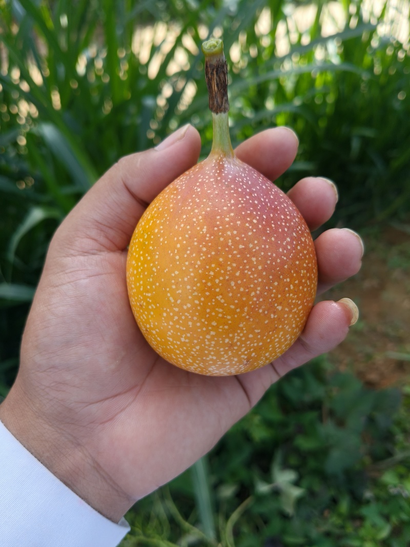 哥伦比亚热情果