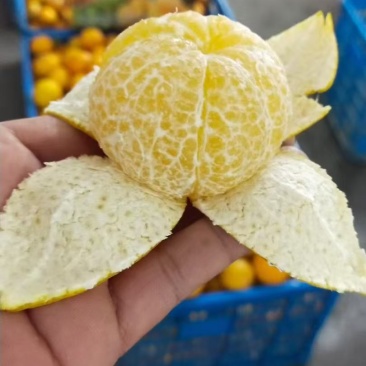 贡柑大量有货。需要的速度