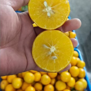 贡柑正是开园时刻。需要的老板速度