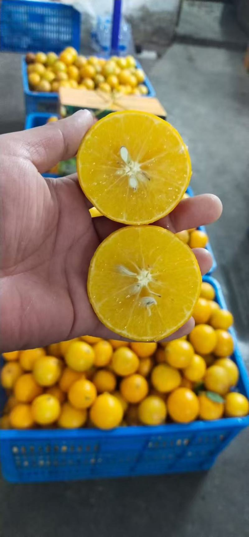 贡柑正是开园时刻。需要的老板速度