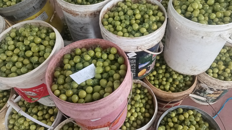 山东水果小西红柿