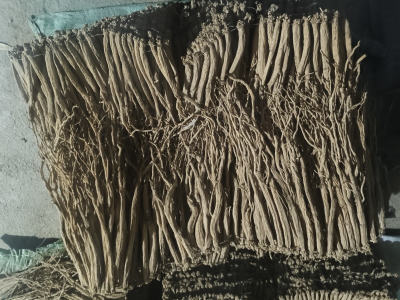 党参中条大条