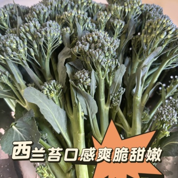 云南西兰苔