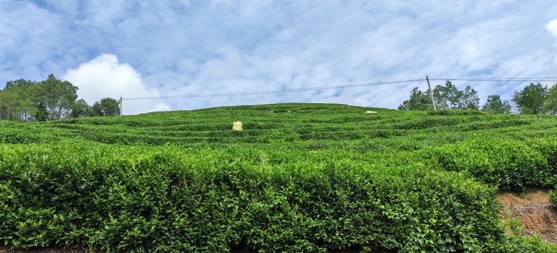 竹溪高山茶