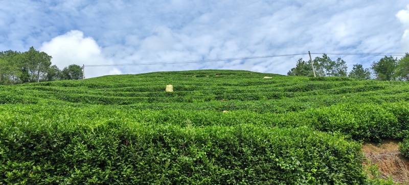 竹溪高山茶