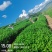 竹溪高山茶
