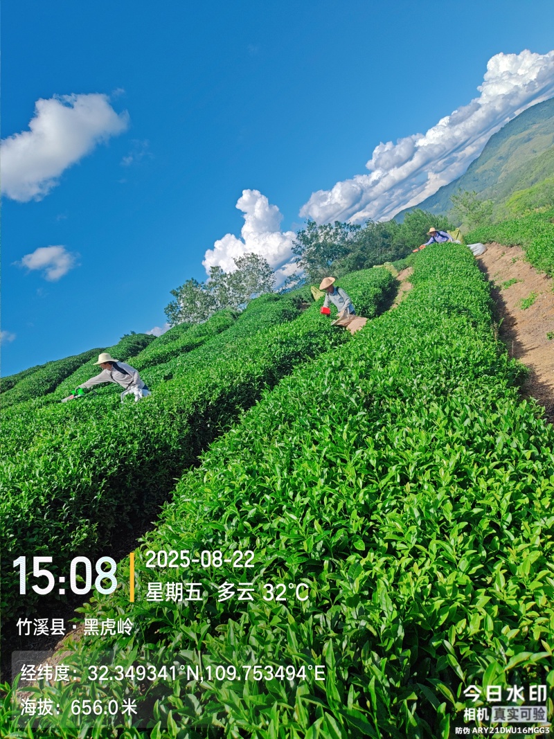 竹溪高山茶
