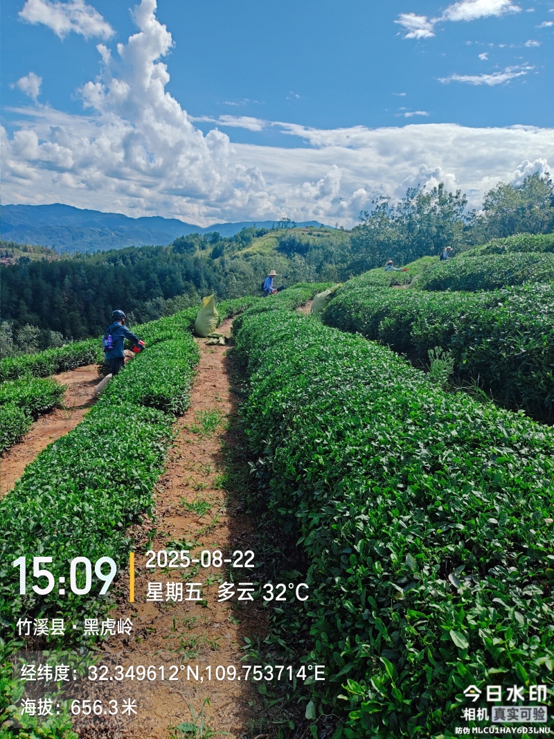 竹溪高山茶
