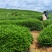 竹溪高山茶