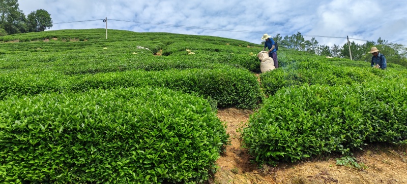 竹溪高山茶