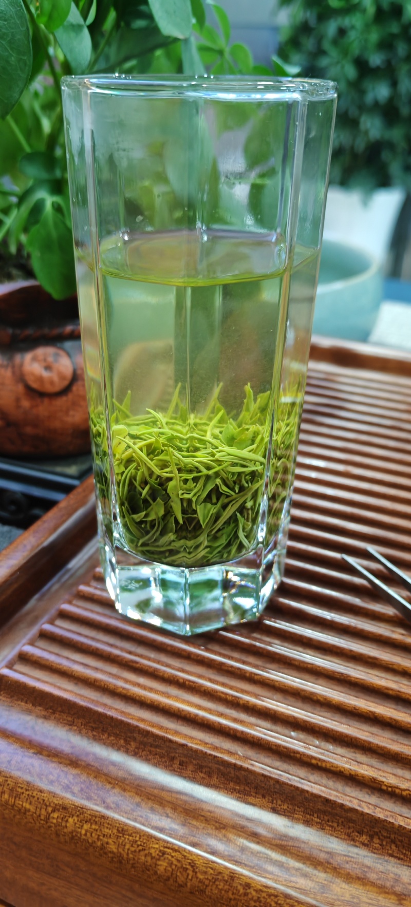竹溪高山茶