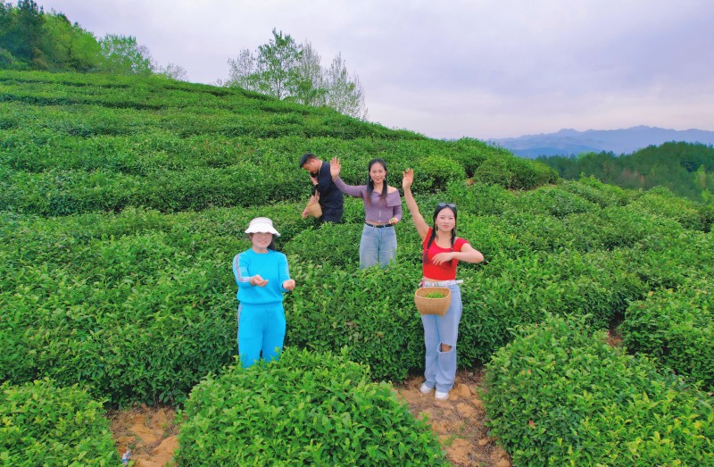 竹溪高山茶