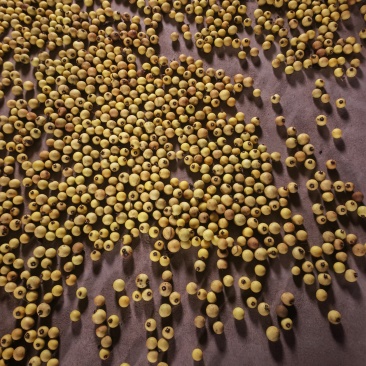 野生的剌天茄60斤