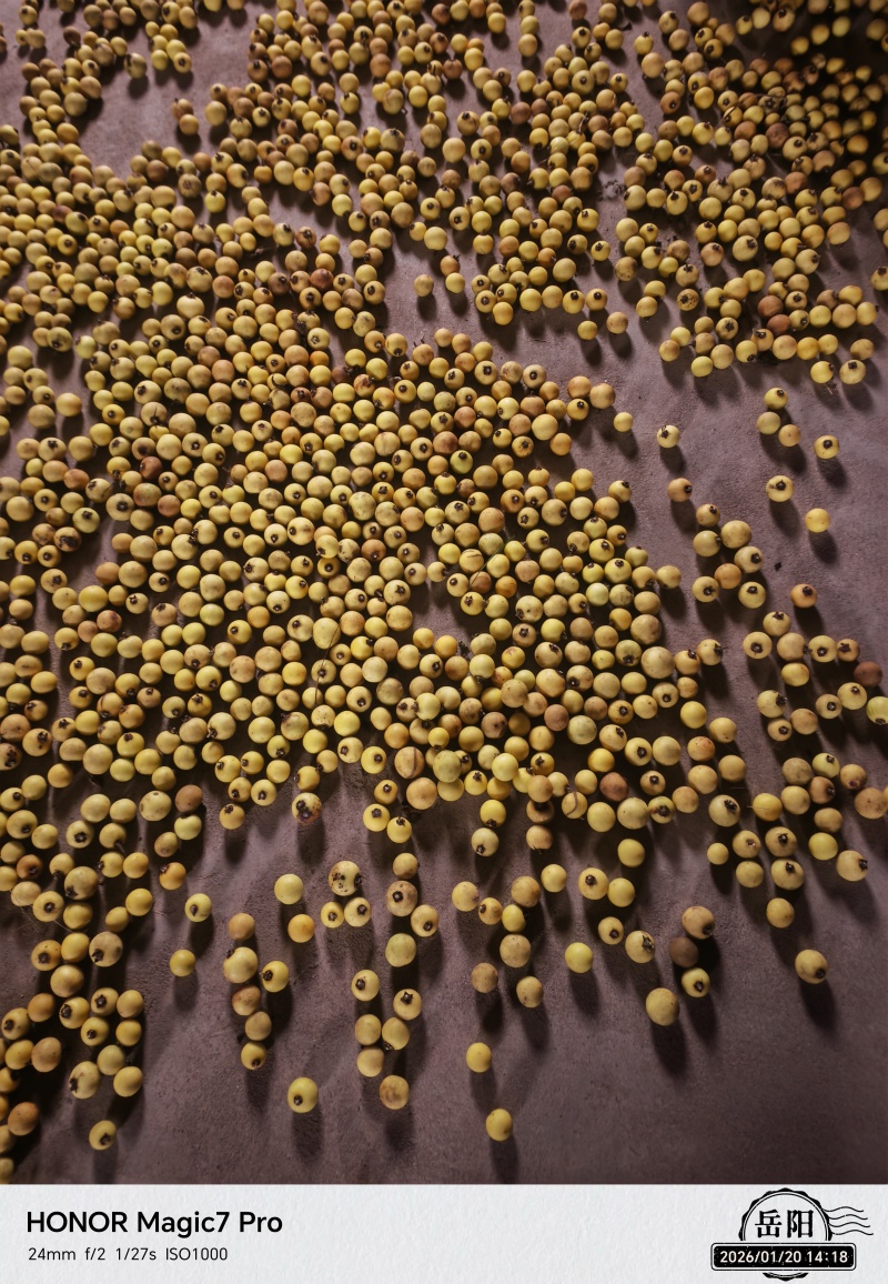 野生的剌天茄60斤
