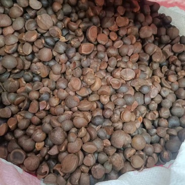 野生茶油。