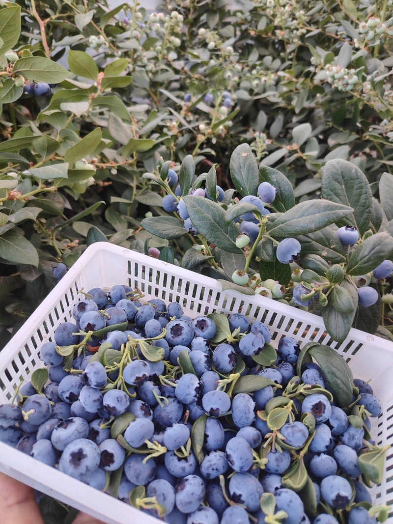 四川西昌花香蓝莓