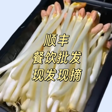 现摘新鲜水培花生芽