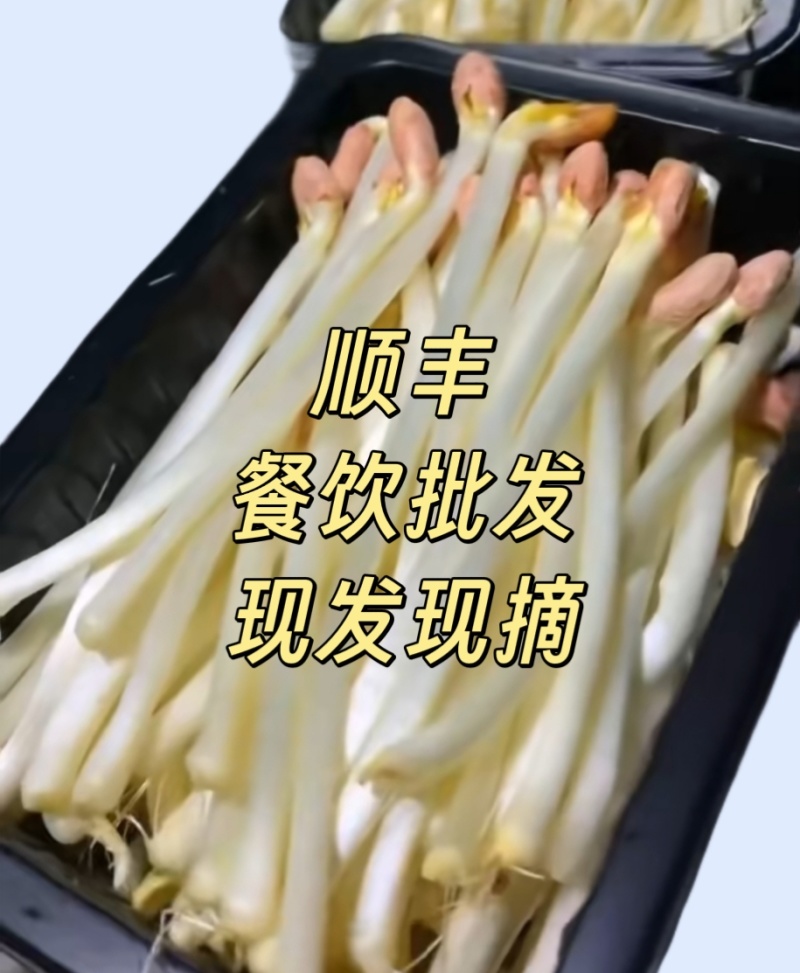 现摘新鲜水培花生芽