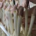 现摘新鲜水培花生芽