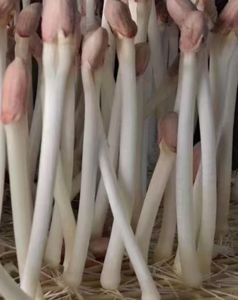 现摘新鲜水培花生芽