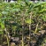 正品金沙叶品种奇楠沉香小苗新苗高度15-20公分起基地直发
