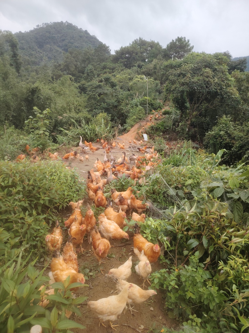 深山散养土鸡