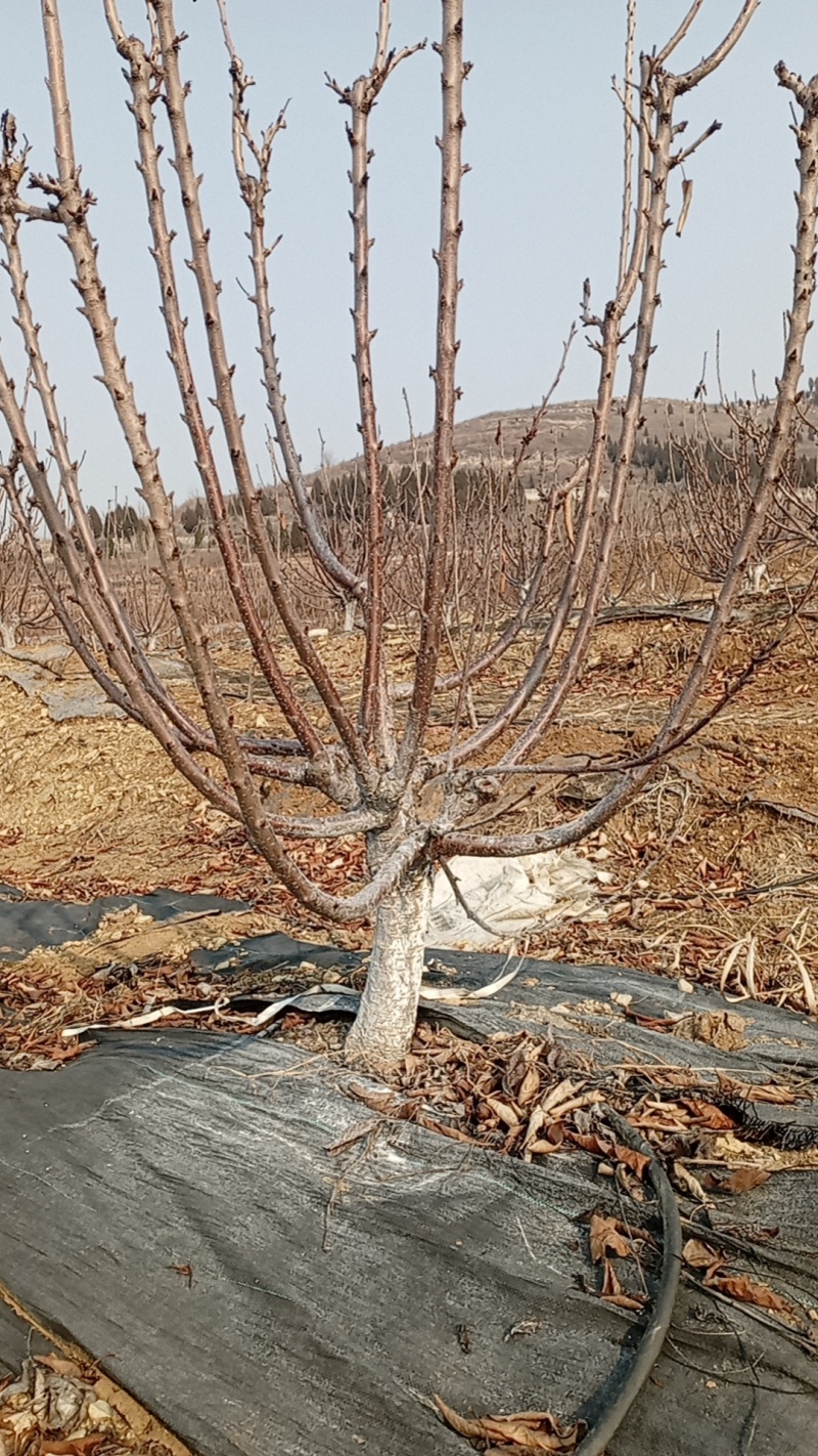 樱桃苗木2~12公分