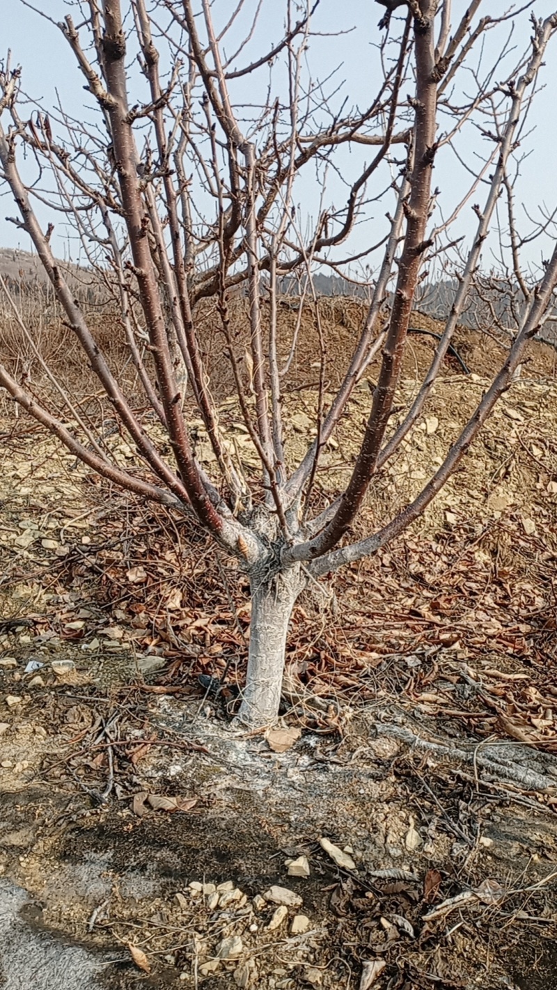 樱桃苗木2~12公分