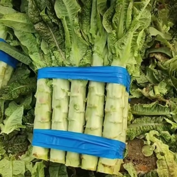 新鲜品质不空心，莴笋中的爱马仕