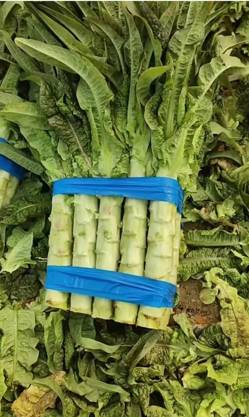 新鲜品质不空心，莴笋中的爱马仕