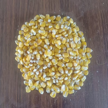 糯玉米干籽粒