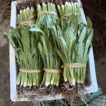 新鲜大香菜产地直供可长期供货
